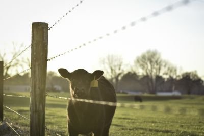 Livestock Fence Repair